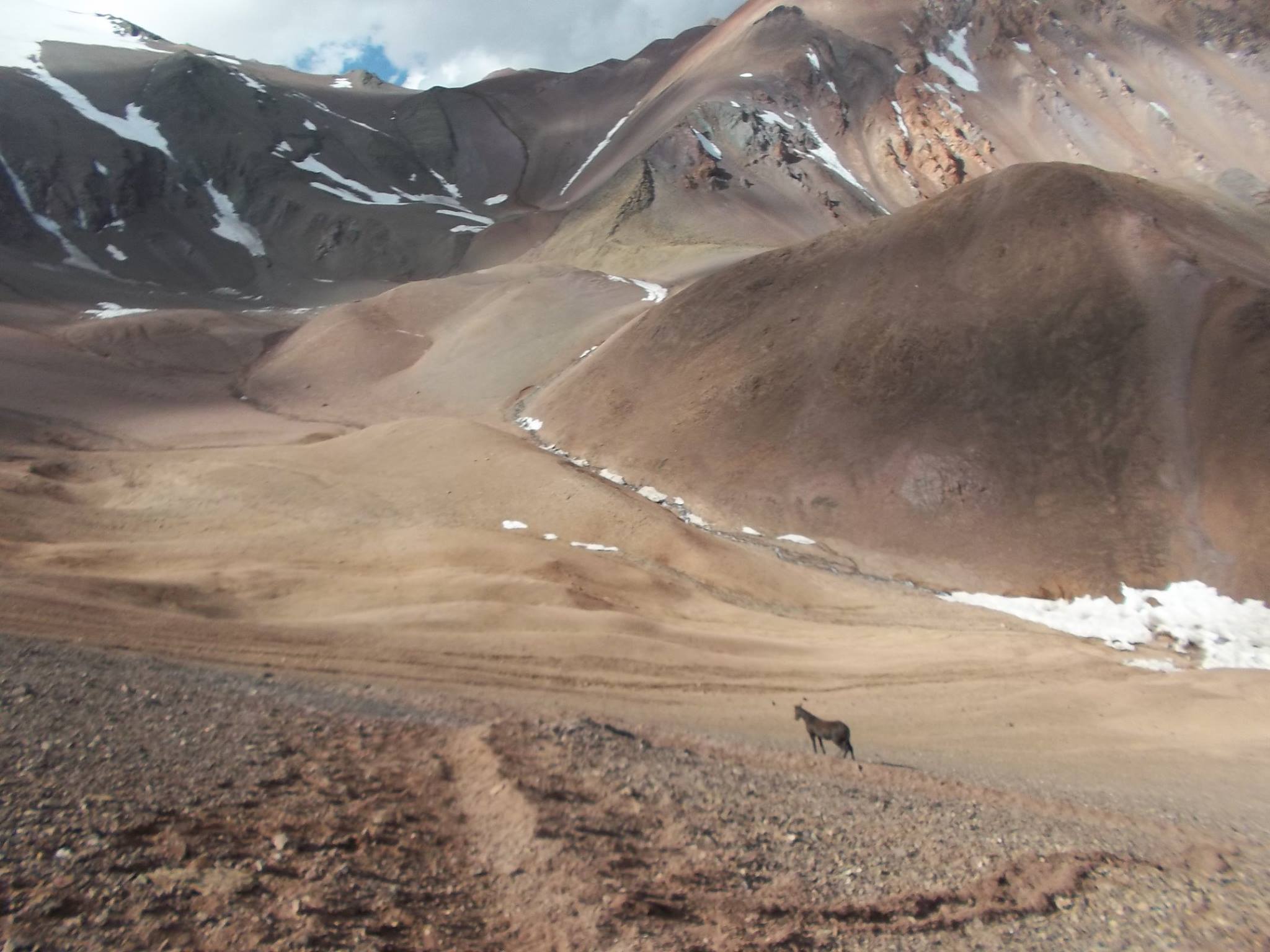 Caballo solitario en paisaje andino